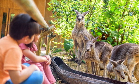 午後からゆっくり出発♪柵のない動物園「シンガポール動物園」+大人気！夜の動物園『ナイトサファリ』